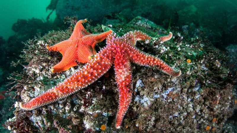 Thức ăn của sao biển rất đa dạng