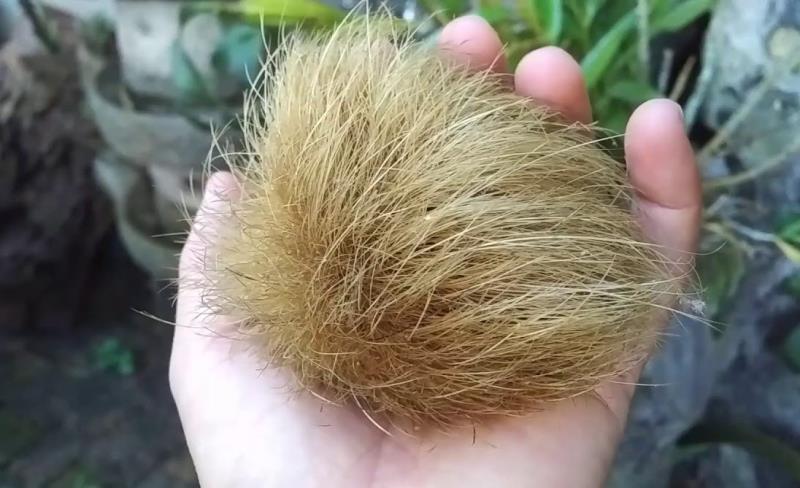 Cát lợn có mùi thơm của thảo dược và vô cùng hiếm gặp