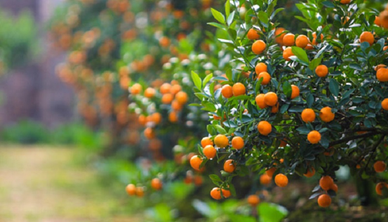 Thông tin chung về quả quất