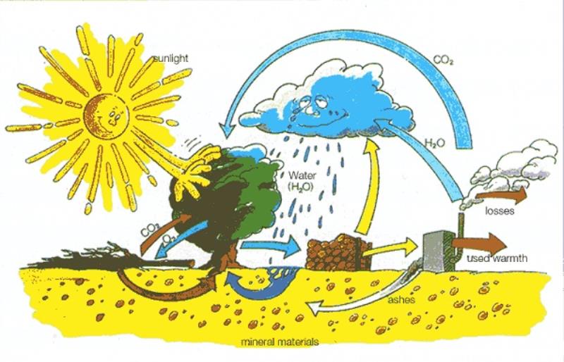 Những thông tin khác xoay quanh việc quang hợp