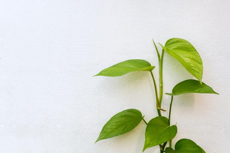 Thông tin khái quát về lá trầu không