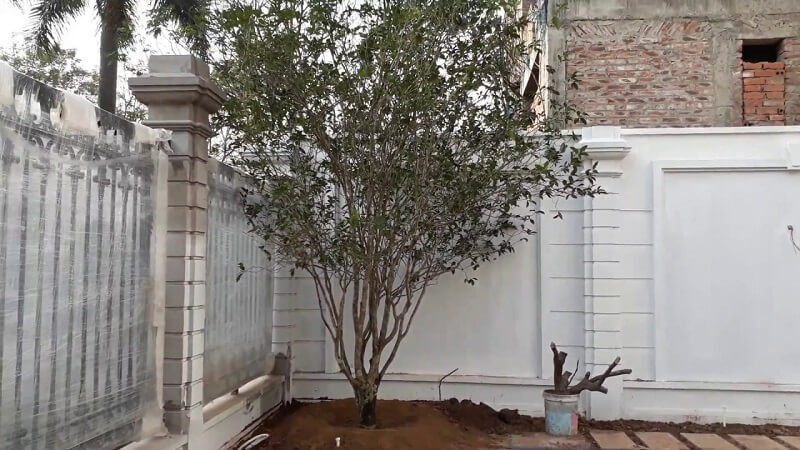 Những tác dụng tuyệt vời của cây mộc hương