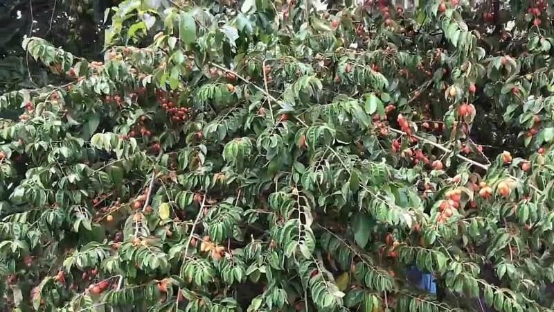 Mô tả chung về quả nhót