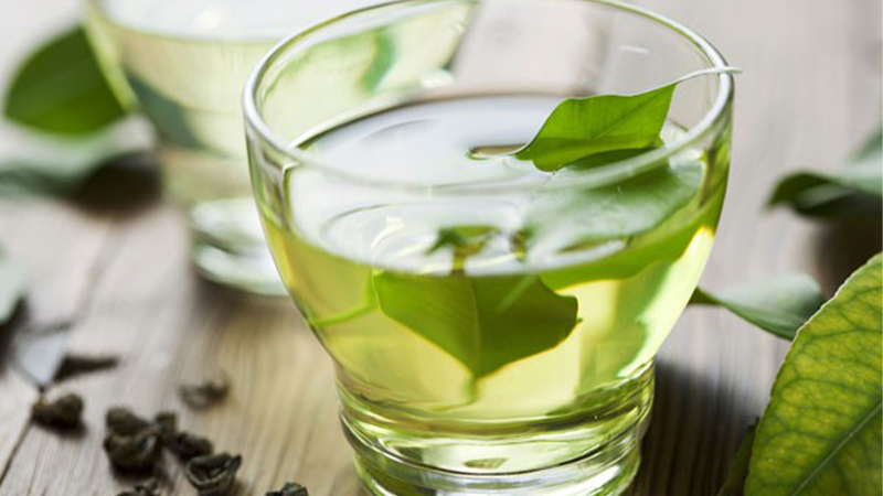 Lá vối thu hoạch và bảo quản như thế nào