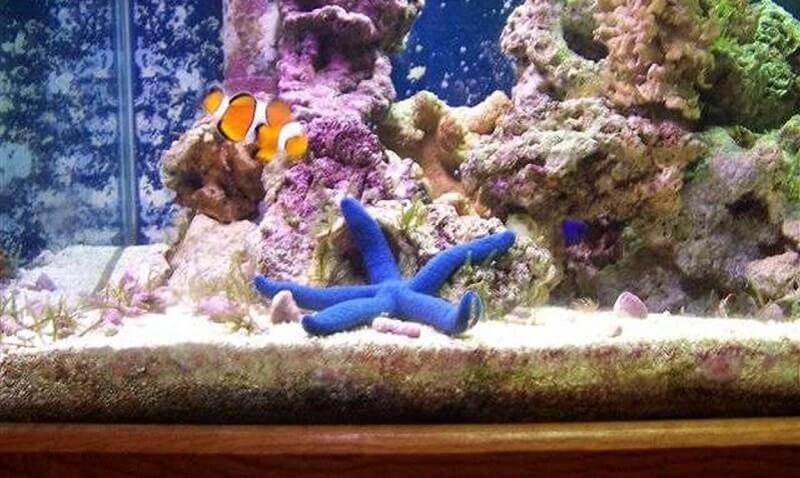 Cần tìm hiểu kỹ về thói quen ăn uống của loài sao biển mà bạn nuôi