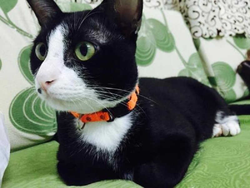 Mèo Tuxedo dùng loại thực phẩm nào