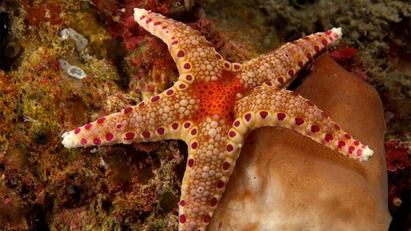 Sao biển ưa thích các loài động vật thân mềm