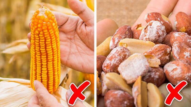 Ăn thực phẩm bị mốc có thể gây ra ngộ độc thức ăn