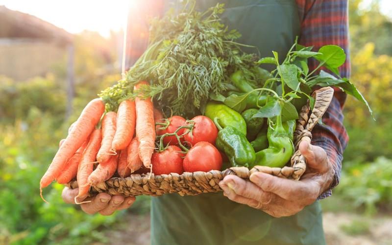 Phần lớn thực phẩm có nguồn gốc từ thực vật