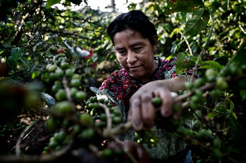 Thực trạng Việt Nam có phát triển cafe hữu cơ không