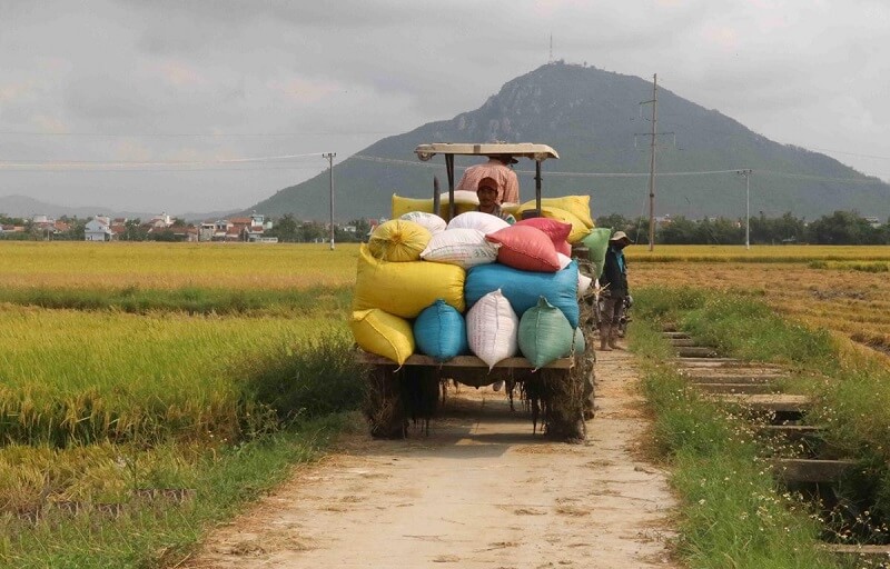 Thương lái chuyên thu gom hàng hóa nông sản