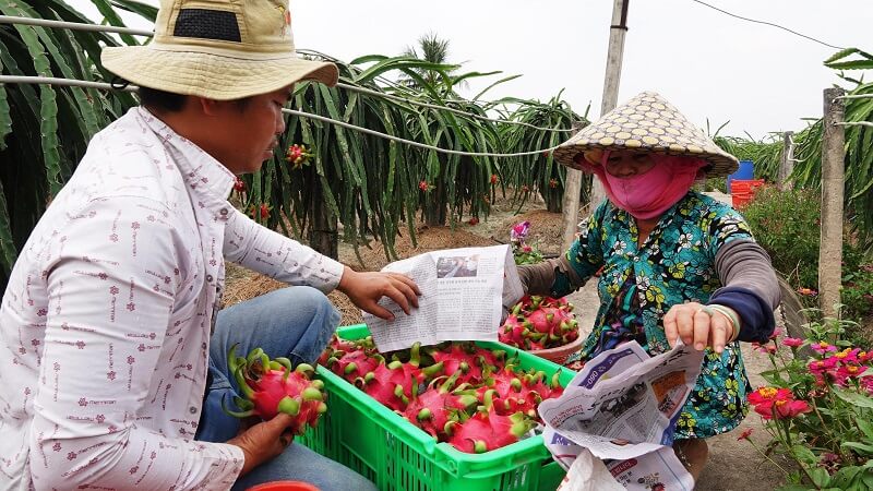 Thương lái rất thành công khi biết cách điều chỉnh sản xuất theo nhu cầu thị trường