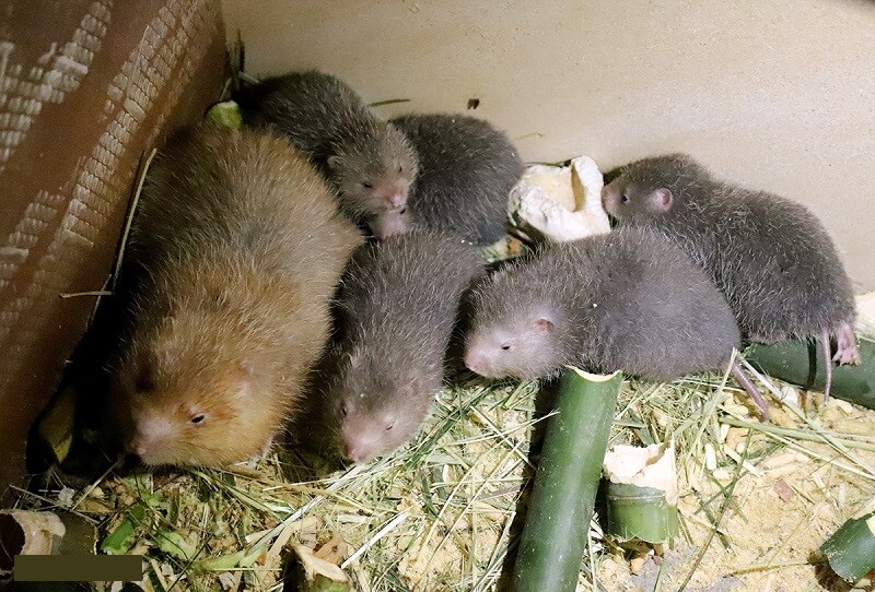 Cách nuôi dúi thương phẩm