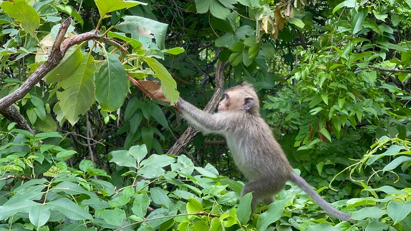 Khỉ ăn đa dạng các loại thực phẩm khác nhau