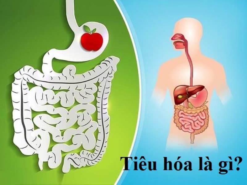Tiêu hóa là gì