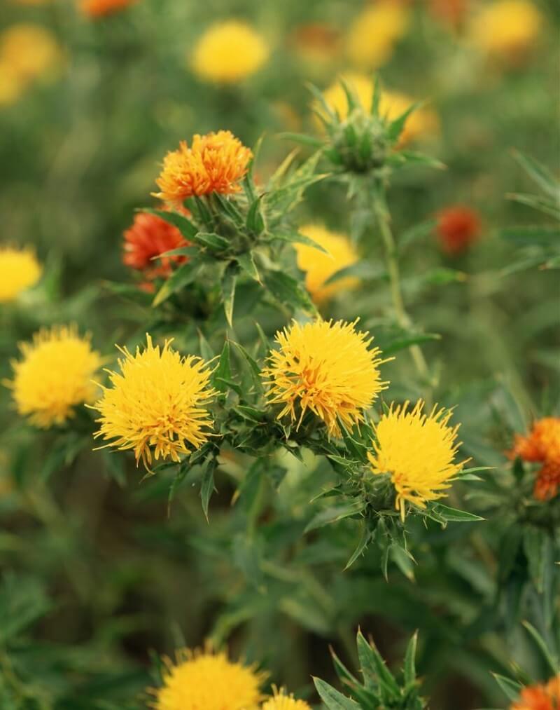 Tìm hiểu thông tin về Safflower oil