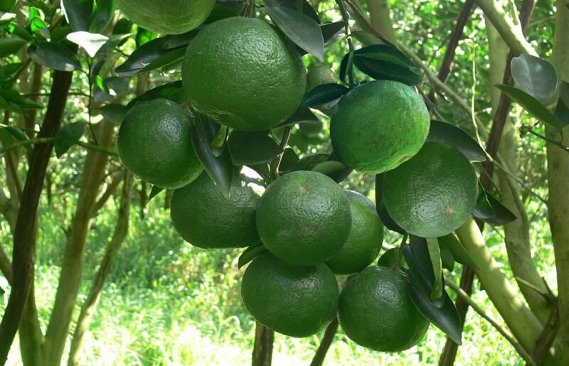 Đặc điểm của cam mật