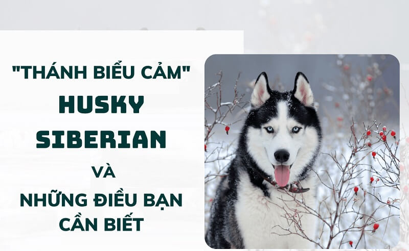 Tìm hiểu về giống loài của chó Husky