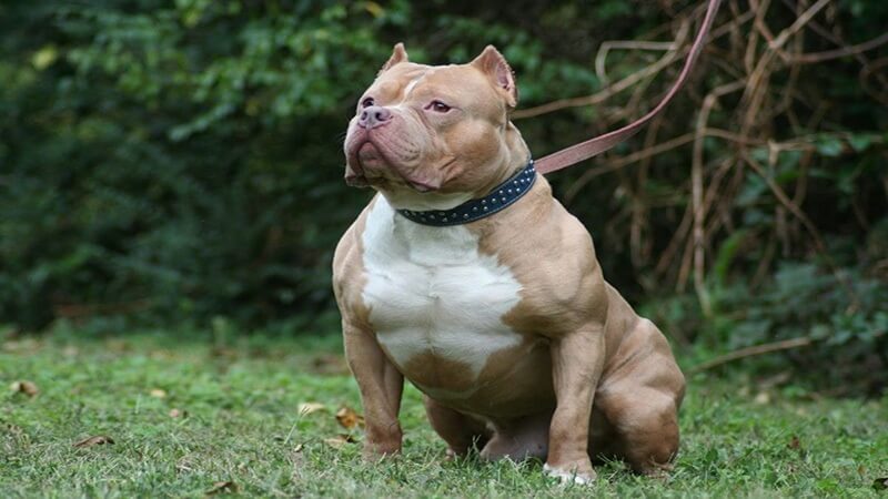 Tìm hiểu chi tiết về giống chó Pitbull