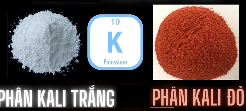 Cây trồng thiếu phân kali có biểu hiện ra sao?