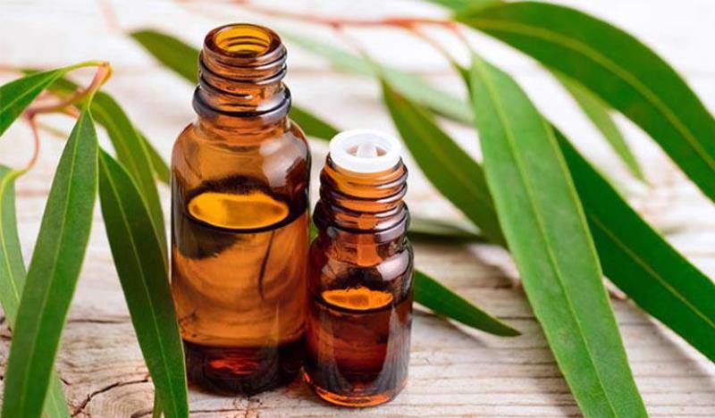 Dùng tinh dầu khuynh diệp trị ho