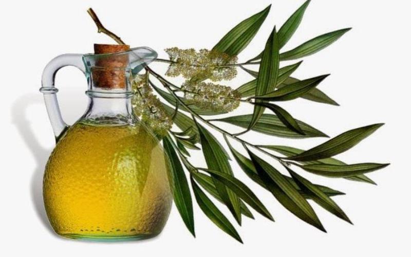 Tinh dầu khuynh diệp là gì