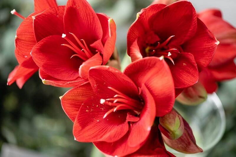 Hoa Amaryllis là biểu tượng của tình yêu mãnh liệt