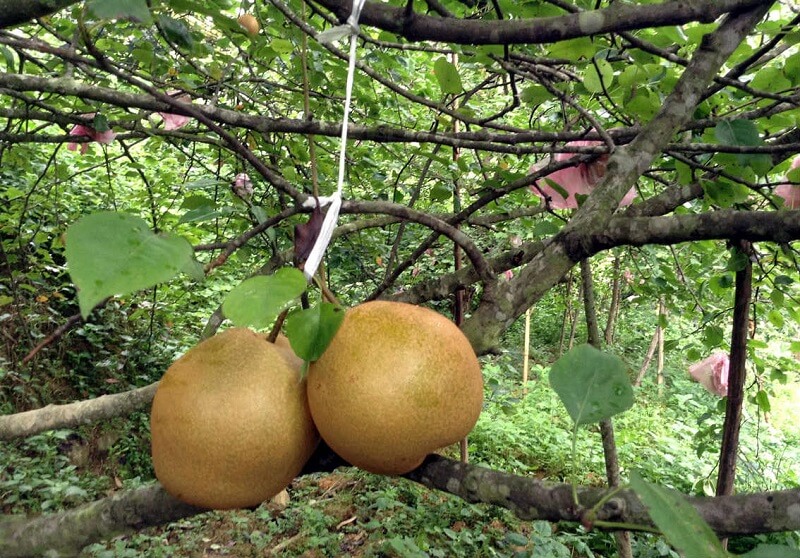 Mắc cọp có vị chua nhè nhẹ rất dễ ăn