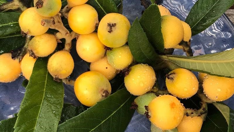 Cách trồng và chăm sóc loquat