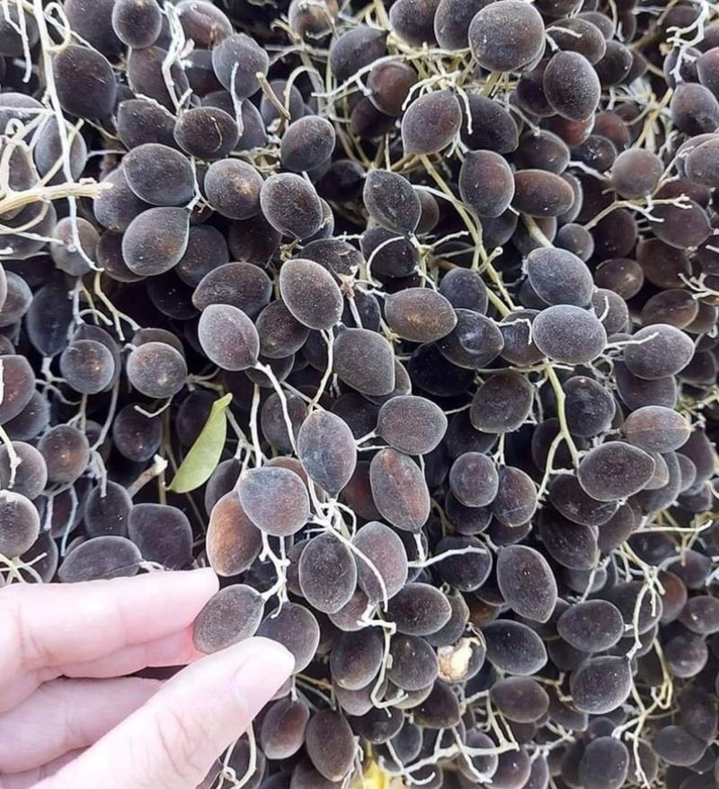 Tác dụng tuyệt vời của quả xay