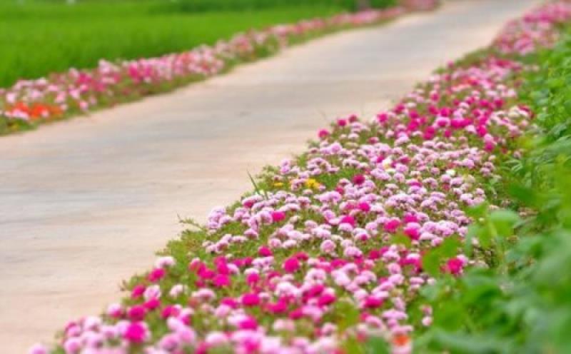 Trang trí sân vườn với hoa mười giờ