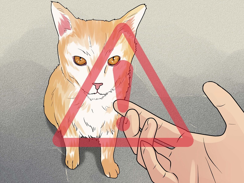 Tránh bị để mèo cắn