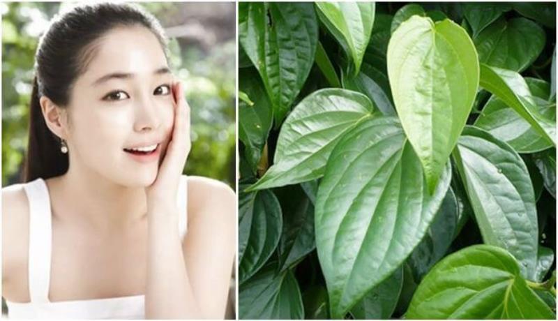 Điều trị một số bệnh ngoài da với lá trầu không