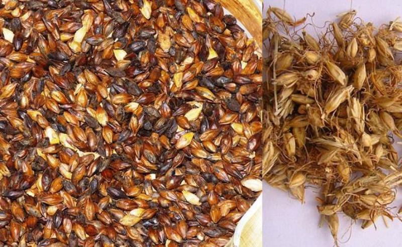 Trị rối loạn tiêu hóa hoặc khó tiêu