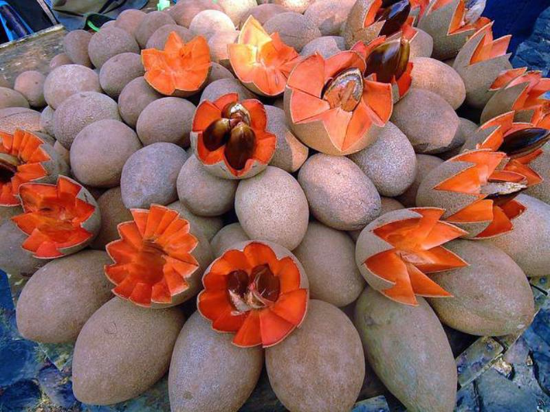 Sapoche điều trị tiêu chảy và táo bón