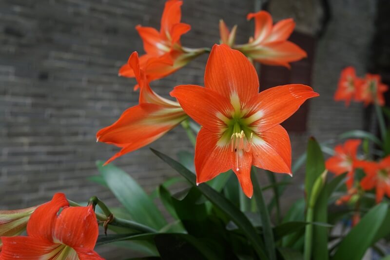 Hoa Amaryllis được trồng ở khắp mọi nơi