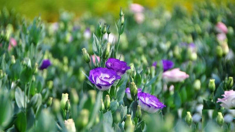 Trồng hoa cát tường không quá khó