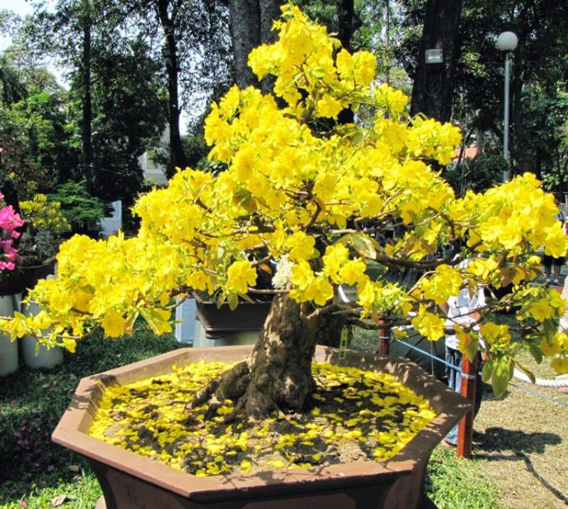Khám phá kỹ thuật trồng cây mai vàng