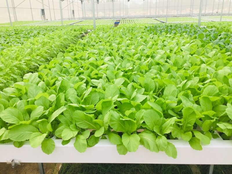 Sản xuất lương thực ngày càng được chú trọng nhiều hơn