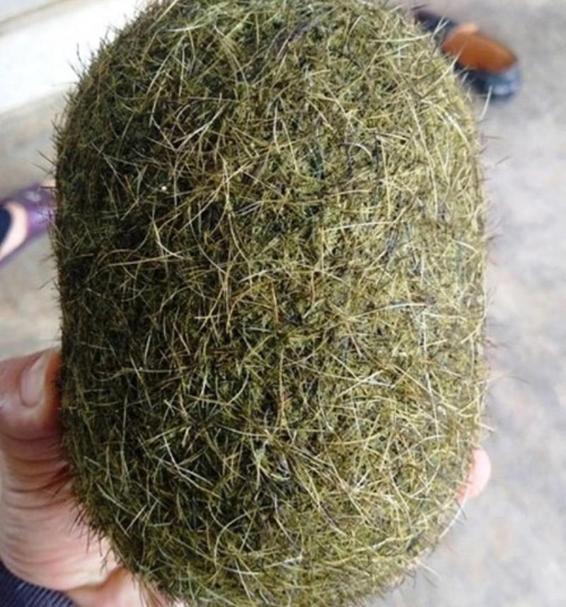 Công dụng chữa bệnh của cát lợn vẫn còn là một ẩn số