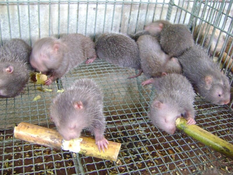 Dúi trong giai đoạn từ 1 - 3 tháng