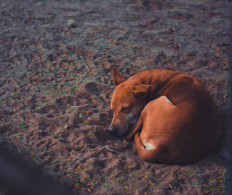 Tư thế bánh rán biểu hiện rằng chú chó đang cảm thấy bất an