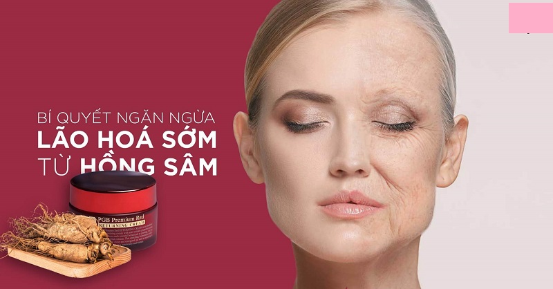 Uồng sâm có tác dụng chống lão hoá