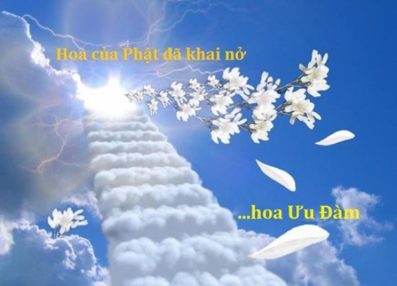 Thực hư chuyện hoa ưu đàm 3000 năm mới nở và ý nghĩa trong Phật Giáo