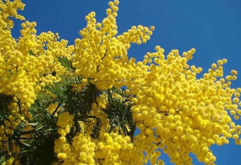 Một số ưu điểm của Acacia