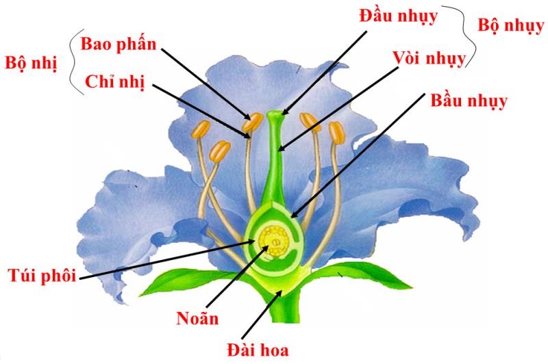 Ưu - nhược điểm của hình thức sinh sản hữu tính