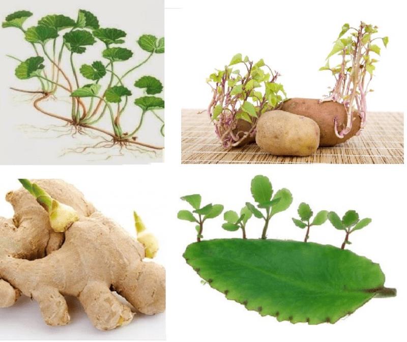 Ưu - nhược điểm của hình thức sinh sản vô tính