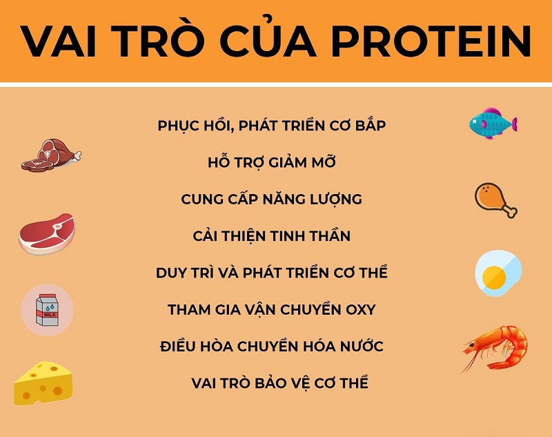 Vai trò của chất đạm