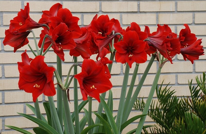 Hoa Amaryllis sở hữu vẻ đẹp lộng lẫy và kiêu sa