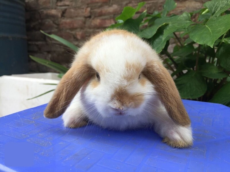 Chỉ vệ sinh những chỗ thỏ bị bẩn